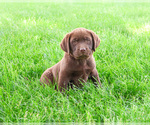 Small #3 Labrador Retriever