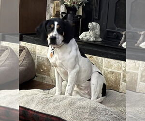 Beagle-Unknown Mix Dogs for adoption in Brookville, OH, USA