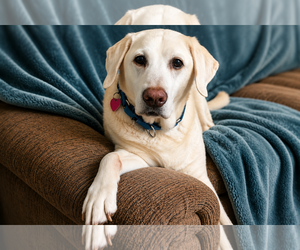 Labrador Retriever Dogs for adoption in Clovis, CA, USA