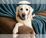 Small Labrador Retriever
