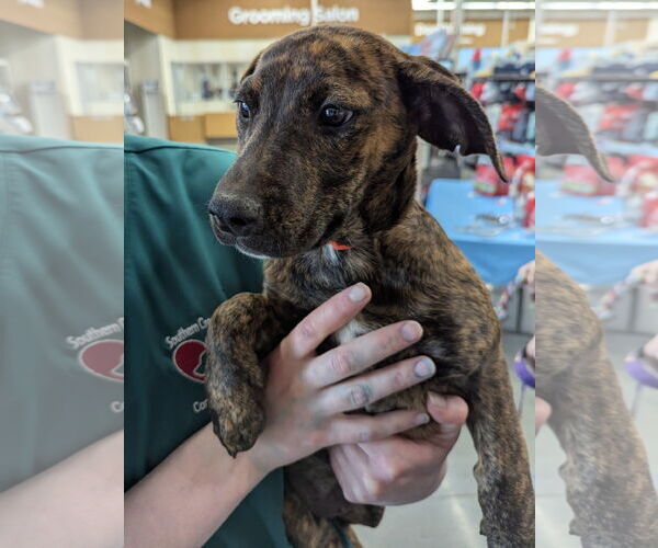 Medium Photo #1 Mutt Puppy For Sale in Milner, GA, USA