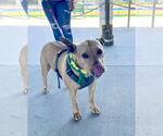 Small #11 American Pit Bull Terrier Mix