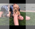 Small Photo #2 Goldendoodle Puppy For Sale in NAMPA, ID, USA
