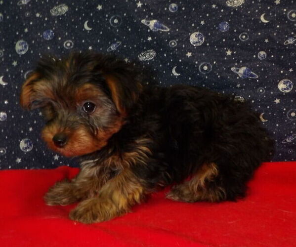 Medium Photo #29 Yorkshire Terrier Puppy For Sale in PATERSON, NJ, USA