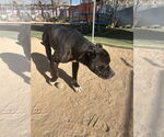 Small #1 Mutt