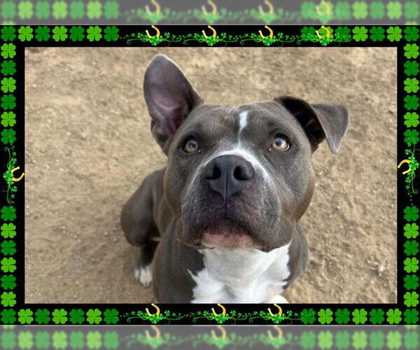Medium Photo #4 American Pit Bull Terrier Puppy For Sale in Ojai, CA, USA
