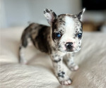 Puppy Lolita French Bulldog