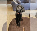 Small #3 Labradoodle