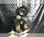 Small #6 YorkiePoo