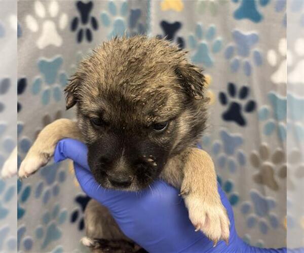 Medium Photo #1 German Shepherd Dog Puppy For Sale in Rosenberg, TX, USA