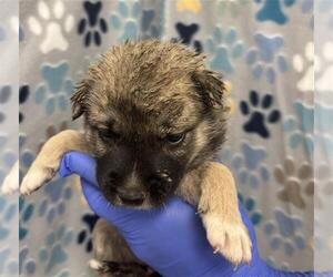 German Shepherd Dog Dogs for adoption in Rosenberg, TX, USA