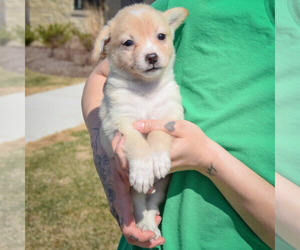 Medium Photo #2 Chihuahua-Unknown Mix Puppy For Sale in Huntley, IL, USA