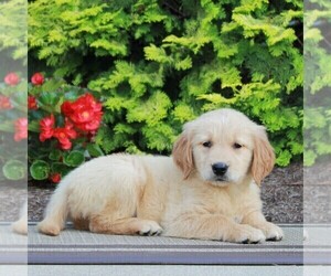 Golden Retriever Puppy for sale in GORDONVILLE, PA, USA