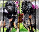 Small Photo #14 Bernedoodle Puppy For Sale in OVERLAND PARK, KS, USA