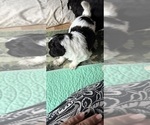 Small #17 Aussiedoodle