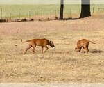 Small Photo #11 Rhodesian Ridgeback Puppy For Sale in CHILOQUIN, OR, USA