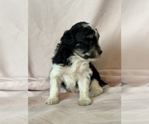 Medium Photo #3 Bernedoodle (Miniature) Puppy For Sale in LONGMONT, CO, USA