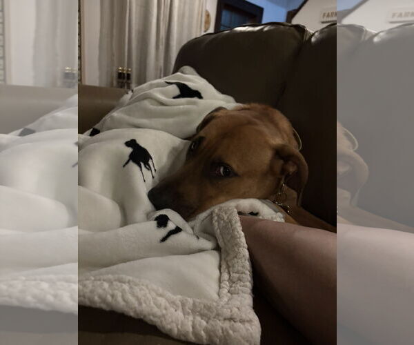 Medium Photo #2 Mutt Puppy For Sale in Woodbury, NY, USA