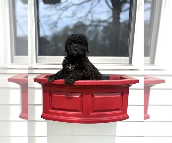 Medium Photo #4 Golden Mountain Doodle Puppy For Sale in PHILIPPI, WV, USA