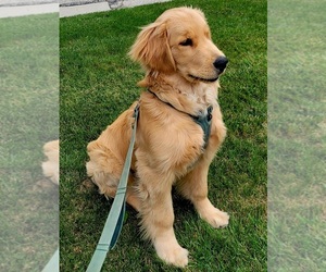 Golden Retriever Puppy for sale in STICKNEY, IL, USA