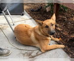 Small German Shepherd Dog Mix