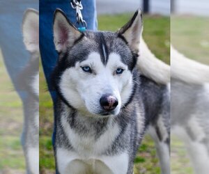 Blue - Male Siberian Husky Dog for Adoption - Photo #2