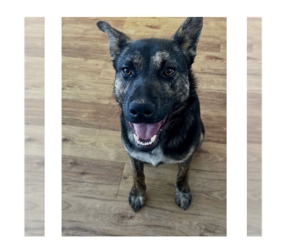 Medium Photo #4 German Shepherd Dog-Unknown Mix Puppy For Sale in Mooresville, NC, USA