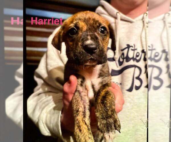 Medium Photo #2 Labrador Retriever-Unknown Mix Puppy For Sale in New York, NY, USA