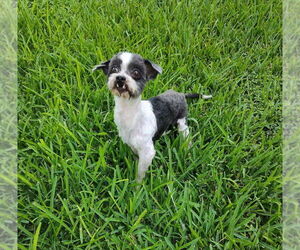Shih Tzu-Unknown Mix Dogs for adoption in New York, NY, USA
