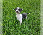 Small Shih Tzu Mix
