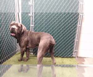Mutt Dogs for adoption in Downey, CA, USA