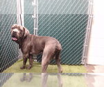 JAY - Male Mutt Dog for Adoption - Small photo