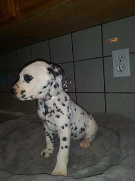 Medium Photo #19 Dalmatian Puppy For Sale in DELANO, CA, USA