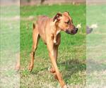 Small #1 Boxer-Redbone Coonhound Mix