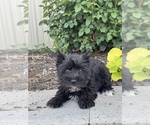 Image preview for Ad Listing. Nickname: Maverick