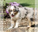 Small #6 Miniature Australian Shepherd