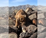 Small Photo #66 Rhodesian Ridgeback Puppy For Sale in MORONGO VALLEY, CA, USA
