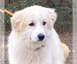 Great Pyrenees-Unknown Mix Dogs for adoption in Wetumpka, AL, USA