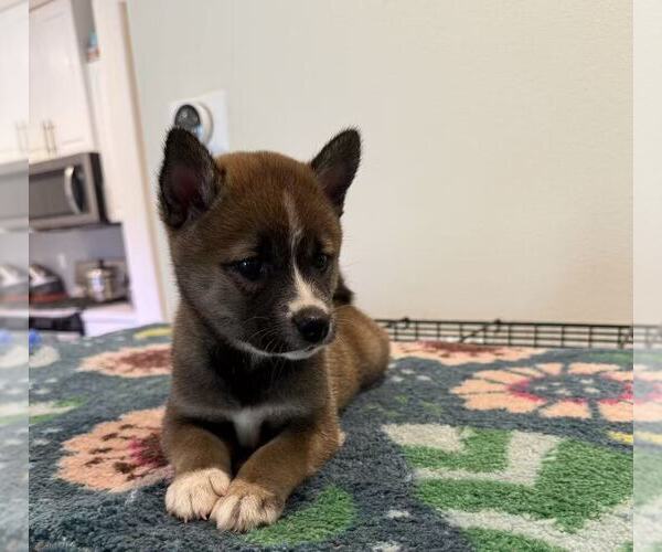 Medium Photo #1 Shiba Inu Puppy For Sale in MURRIETA, CA, USA