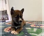 Puppy Black Stripe Shiba Inu