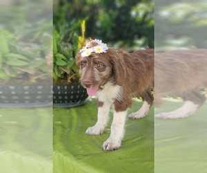F2 Aussiedoodle Puppy for sale in KISSIMMEE, FL, USA