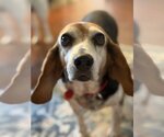 Small #2 Beagle
