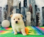 Puppy Puppy 1 Pomeranian