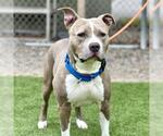 Small #1 American Pit Bull Terrier
