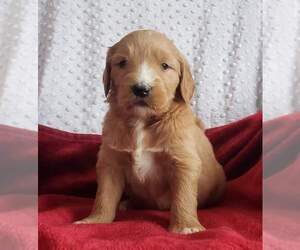 Goldendoodle Puppy for sale in CLARE, MI, USA