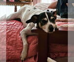 Small #13 Rat Terrier