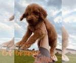 Small Photo #73 Goldendoodle Puppy For Sale in WEST PLAINS, MO, USA