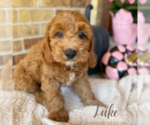 Small #2 Cavapoo