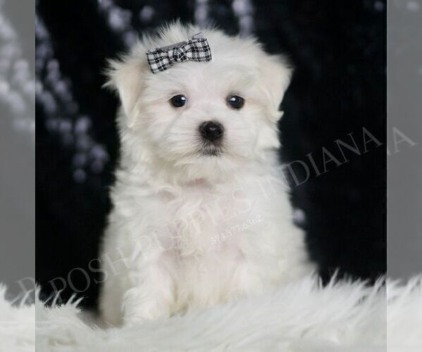 Medium Photo #1 Maltese Puppy For Sale in WARSAW, IN, USA