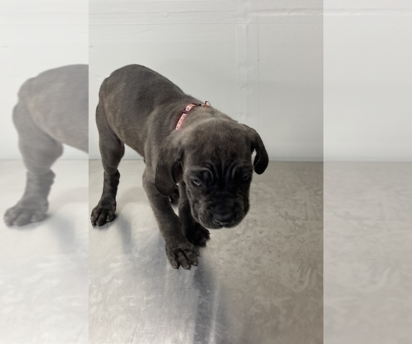 Medium Photo #10 Cane Corso Puppy For Sale in MODESTO, CA, USA